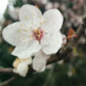 Meet your Posher, Sour